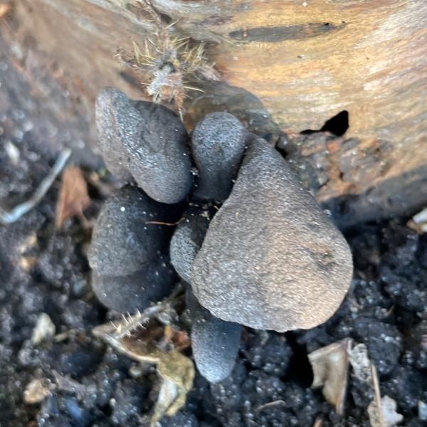 Houtknotszwam (Xylaria polymorpha)